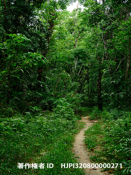 ランカウィ島北岸の小道