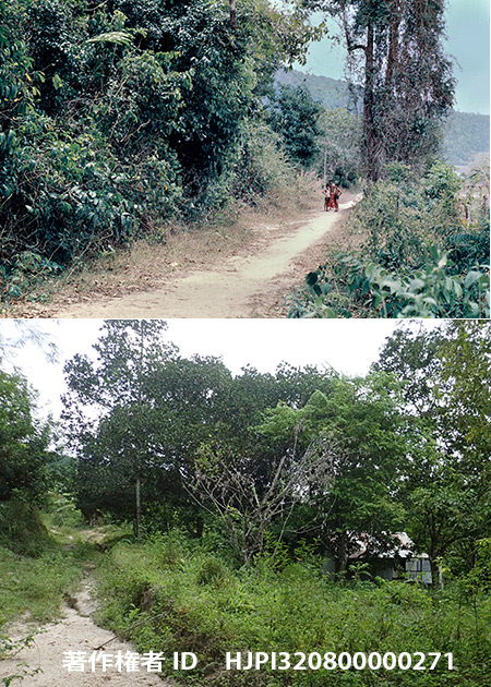 48年前のランカウィのチョウの豊産地を探す