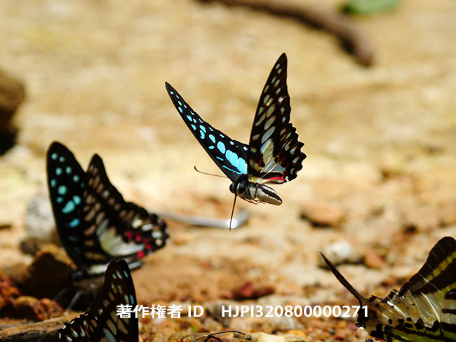 ミカドアゲハの飛翔　Graphium doson