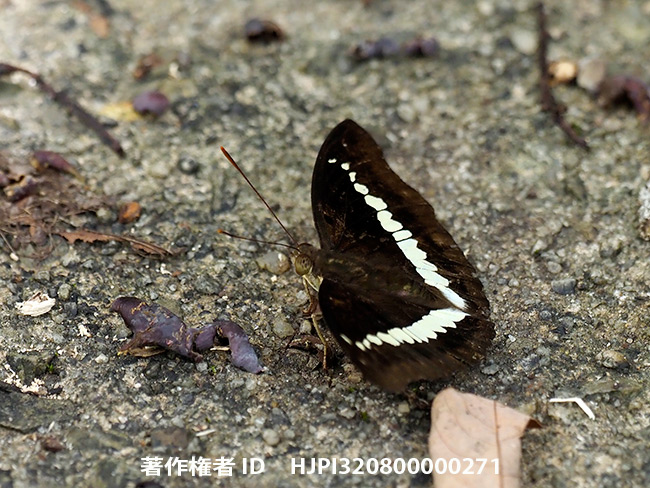 テウタイナズマ　Bassarona teuta rayana