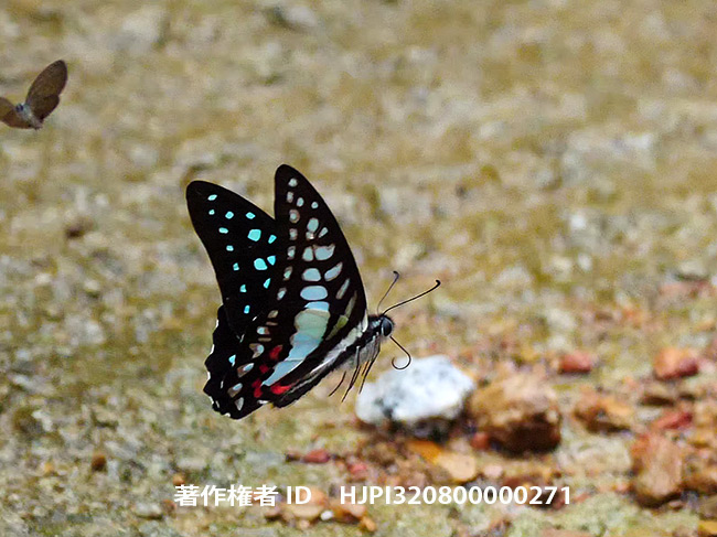 エベモンタイマイ　Graphium evemon