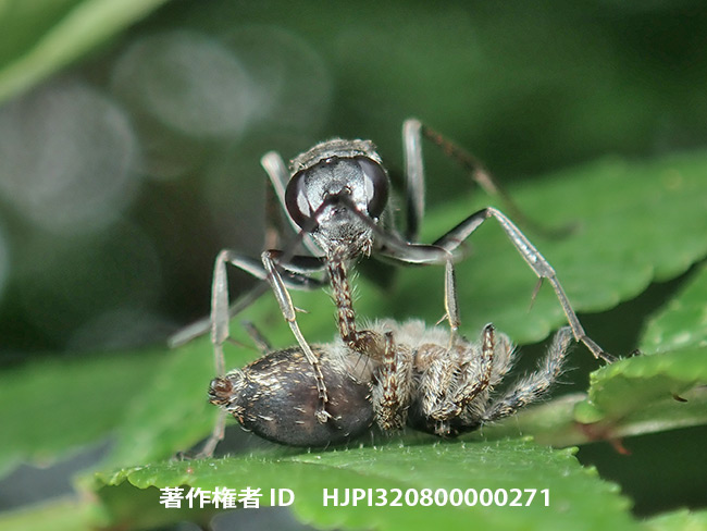 ハエトリグモを狩るヒメベッコウ Auplopus　sp.