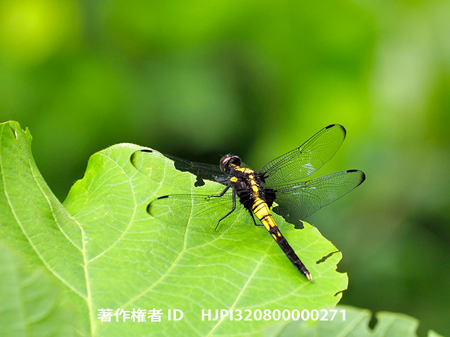 オオシオカラトンボ若いオス　Orthetrum albistylum