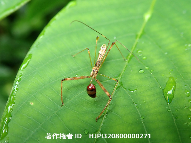 ハムシを捕らえたヒゲナガサシガメの仲間？