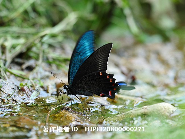 ミヤマカラスアゲハのおしっこ