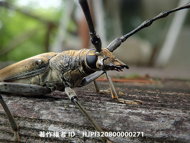 ミヤマカミキリを深度合成で Massicus raddei
