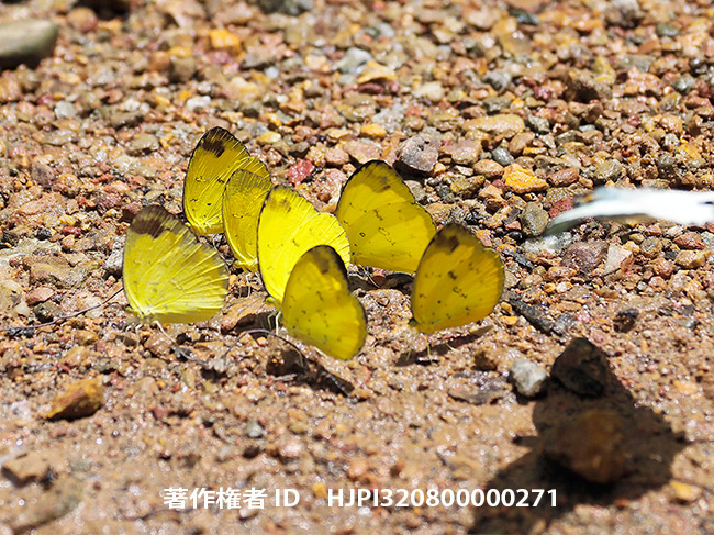 仲間を見て集まるキチョウの仲間
