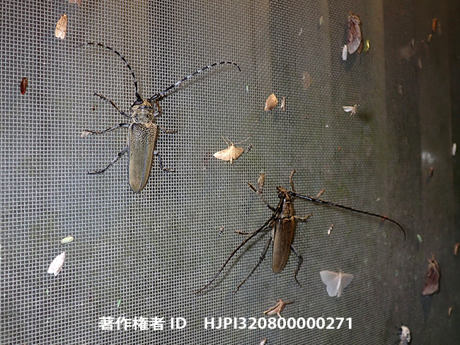 灯りに来たクワカミキリ　Apriona japonica