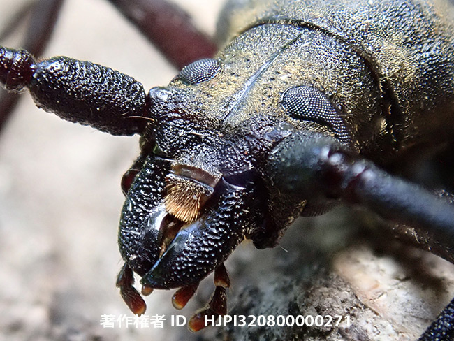 ウスバカミキリ　Megopis sinica