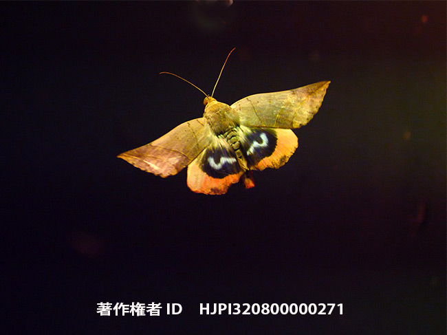 ムクゲコノハ　Thyas juno