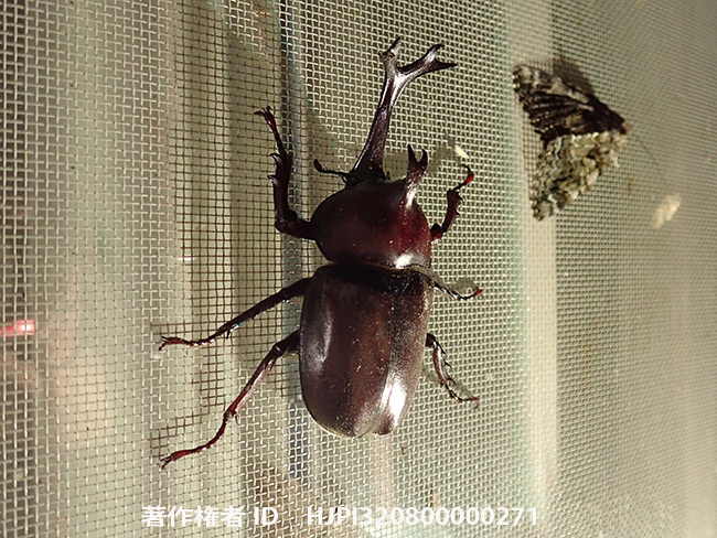 灯りに来たカブトムシ　Allomyrina dichotoma