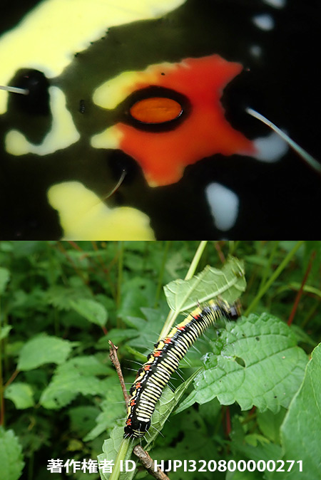 フクラスズメの幼虫　Arcte coerula