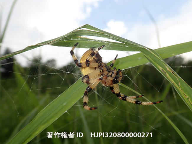 アカオニグモ　 Araneus quadratus