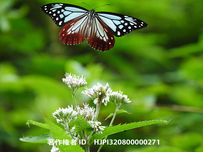 アサギマダラのメス　Parantica sita