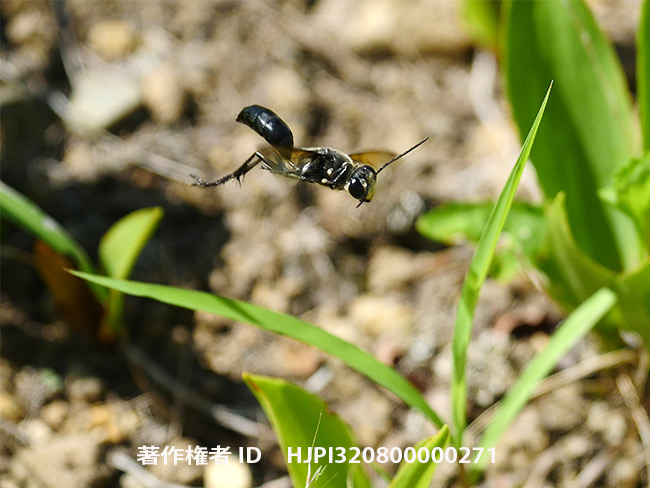 クロアナバチのオス　Sphex argentatus
