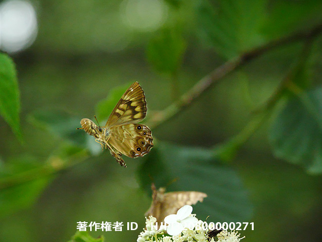 ヒメキマダラヒカゲの飛翔　Zophoessa callipteris