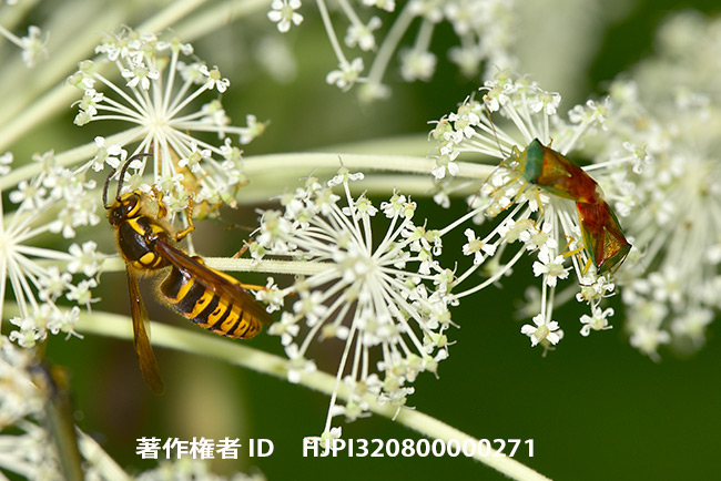 キオビホオナガスズメバチ　Dolichovespula media