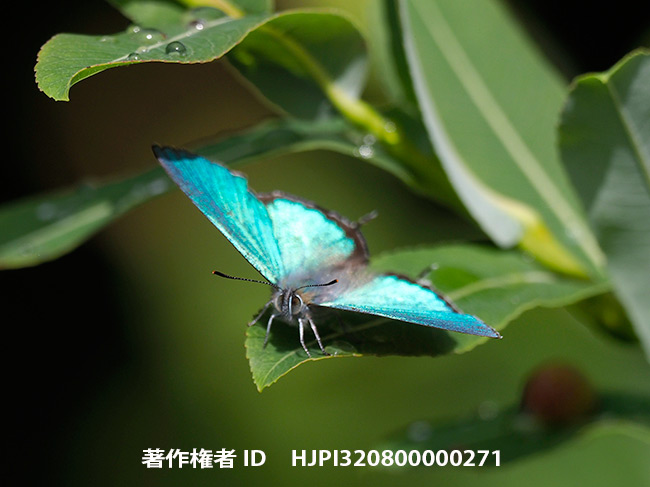 今頃オオミドリシジミ　Favonius orientalis