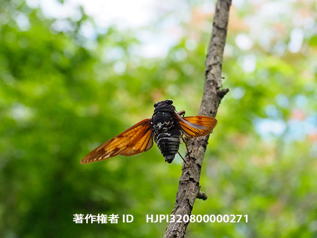 アブラゼミの飛翔　Graptopsaltria nigrofuscata