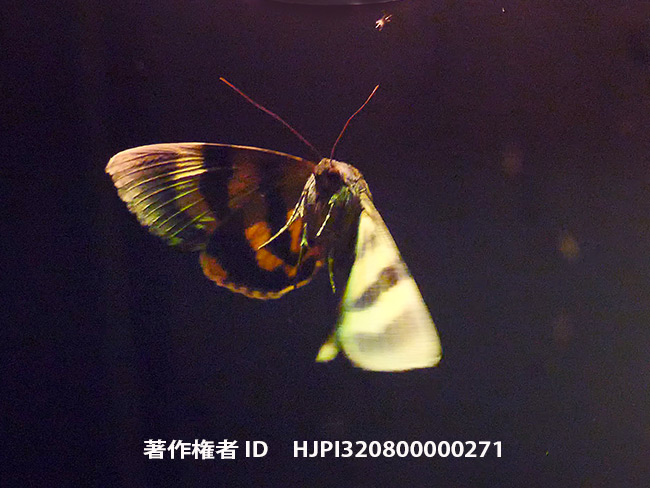 キシタバの飛翔　 Catocala patala 