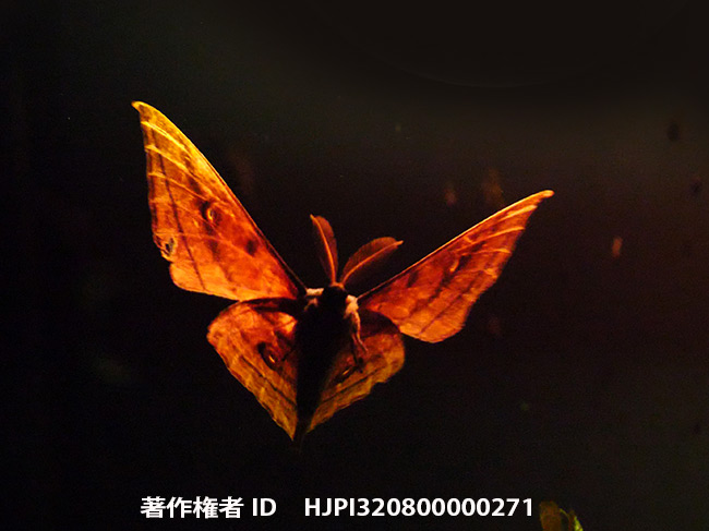 灯りに飛んできたヤママユ　 Antheraea yamamai