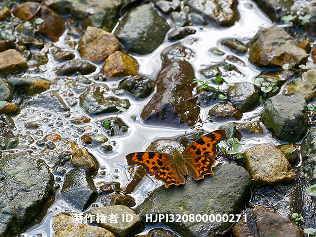 シータテハ　Polygonia c-album