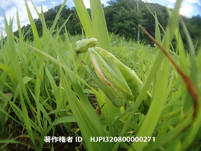 ウスバカマキリ　Mantis religiosa