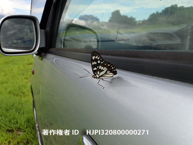 ゴマダラチョウ　Hestina persimilis