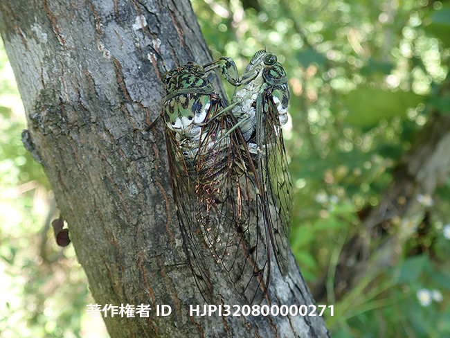 ミンミンゼミの交尾　Hyalessa maculaticollis