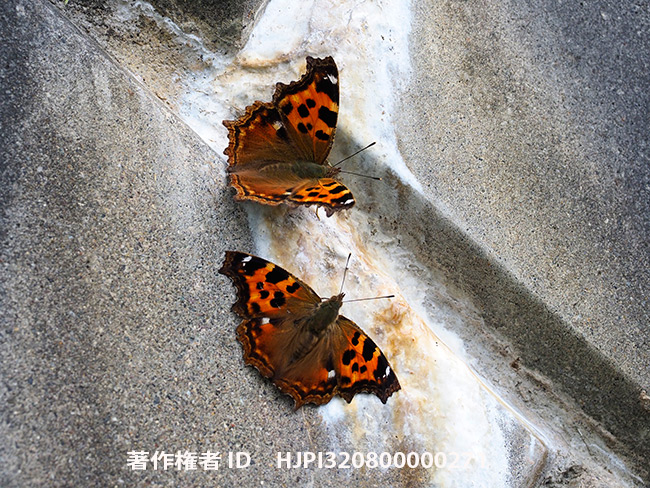 エルタテハ　Nymphalis vaualbum