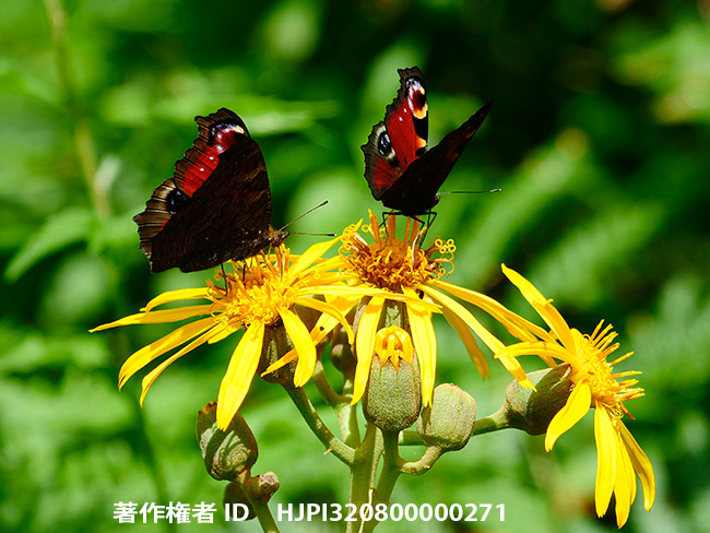 クジャクチョウ復活　Inachis io