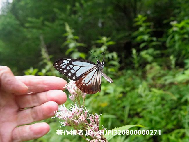 今年のアサギマダラは小さい　Parantica sita