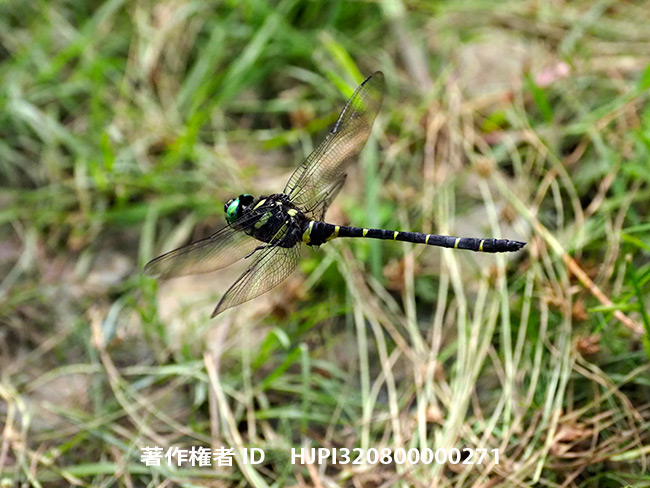 オニヤンマのホバリング　Anotogaster sieboldii