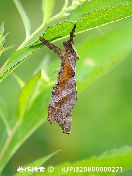 コウモリガ　Endoclita excrescens