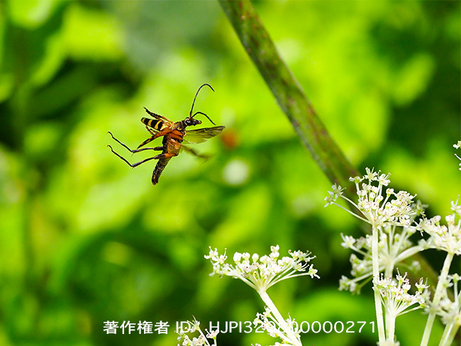 ヨツスジハナカミキリの飛翔　Leptura ochraceofasciata