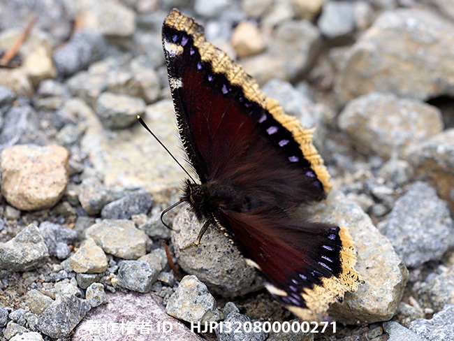 キベリタテハ　Nymphalis antiopa