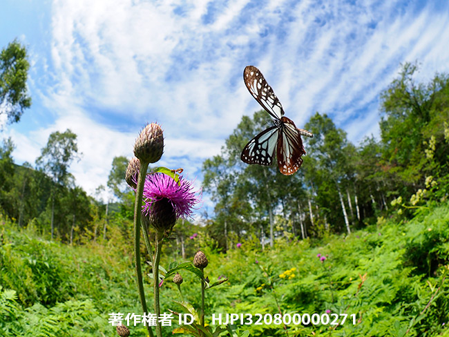 アサギマダラは山を下りた Parantica sita
