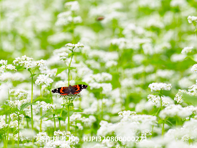 ソバ畑のアカタテハ　Vanessa indica