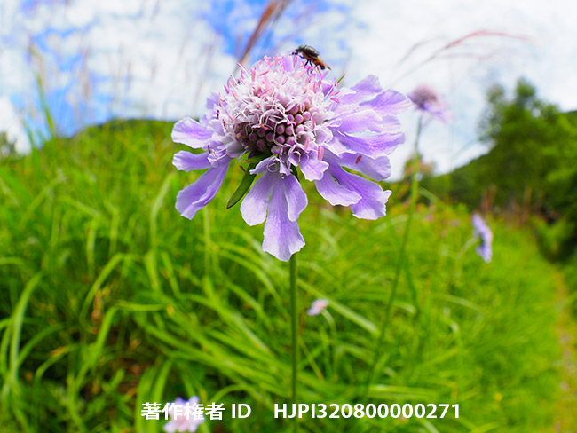 マツムシソウを魚眼で