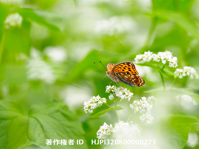 ソバ畑のウラギンヒョウモン　Fabriciana adippe