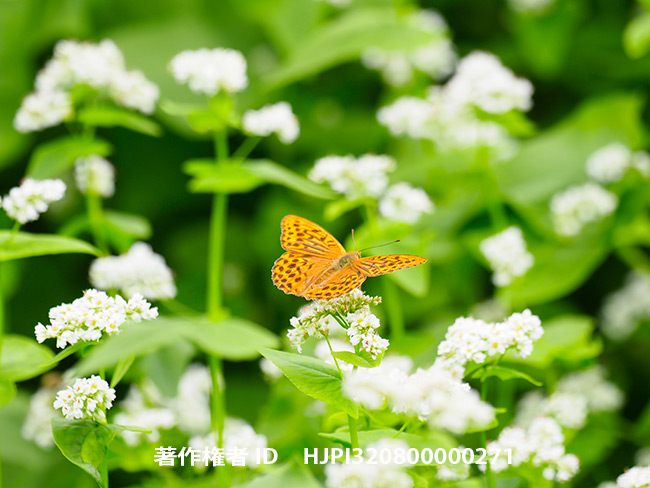 ソバ畑のミドリヒョウモン　Argynnis paphia