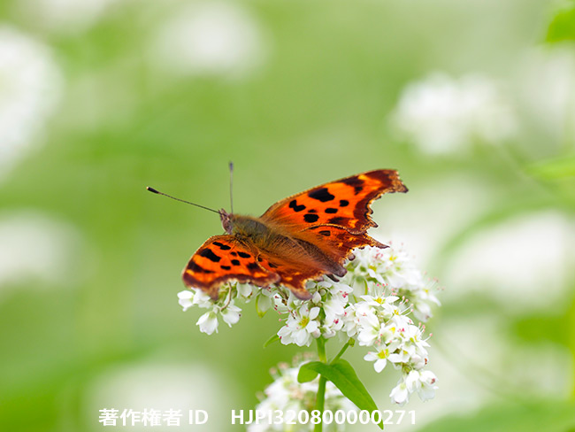 ソバ畑のシータテハ　Polygonia c-album