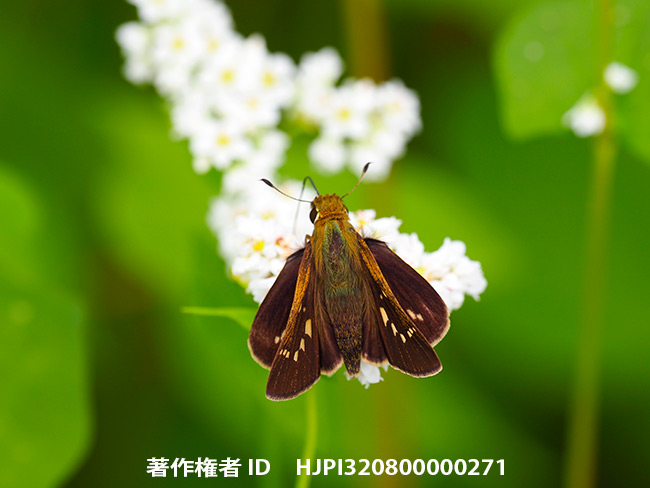 ソバ畑のイチモンジセセリ　Parnara guttata