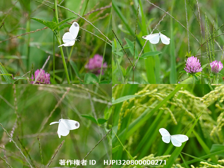 ヒメシロチョウ第3化　Leptidea amurensis