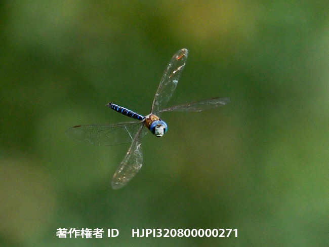 マダラヤンマの方向転換　Aeshna mixta