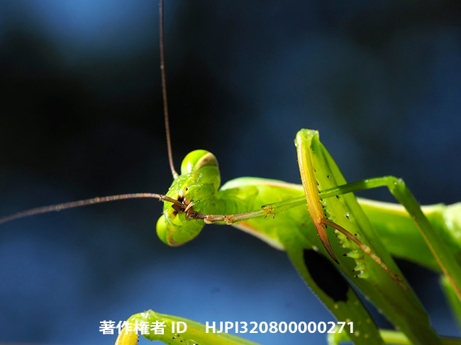 ウスバカマキリの脚の掃除　 Mantis religiosa