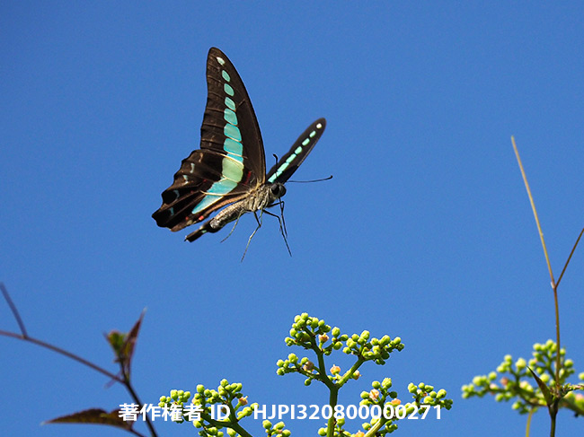 都心のアオスジアゲハ Graphium sarpedon