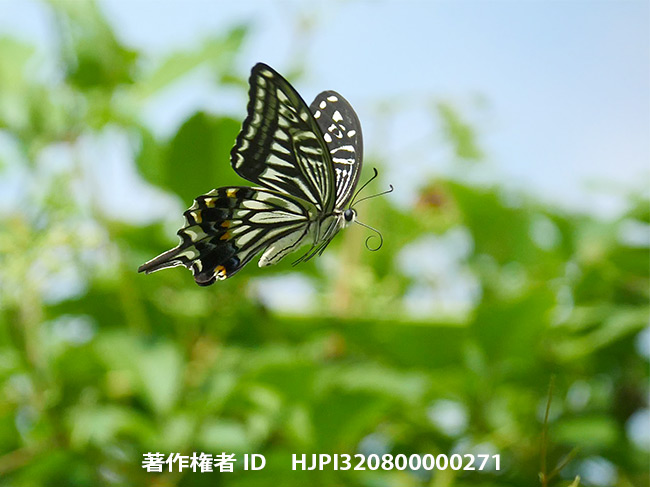 ナミアゲハの飛翔　Papilio xuthus
