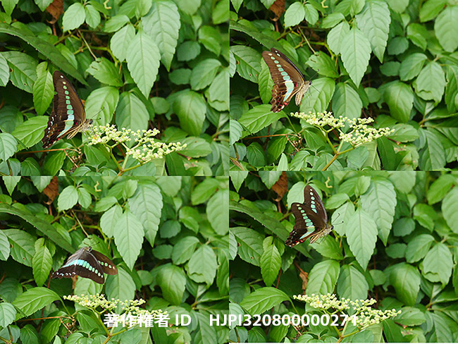 アオスジアゲハの飛翔を6Ｋフォトで　Graphium sarpedon