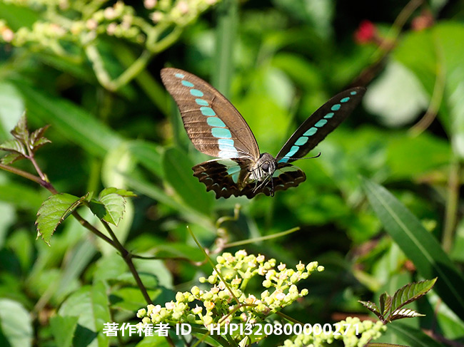 アオスジアゲハの飛翔をE-M1 MK2のproキャプチャーモードで撮影　Graphium sarpedon